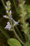 Common gypsyweed